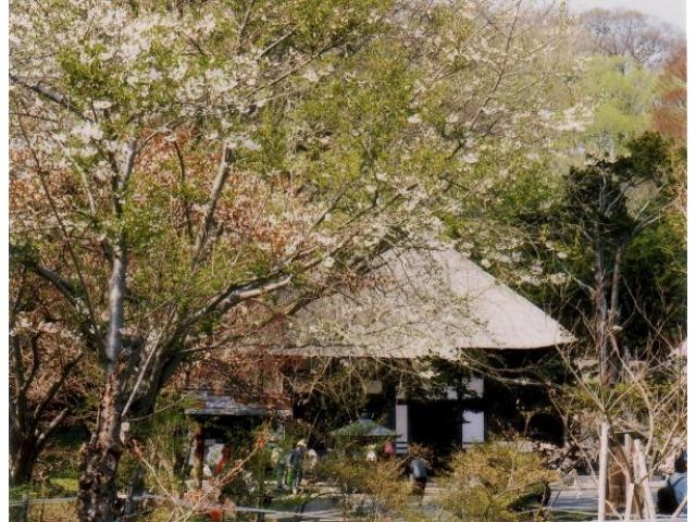 有珠善光寺自然公園の桜 アクセス イベント情報 じゃらんnet