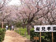 松前町桜見本園の桜の写真1