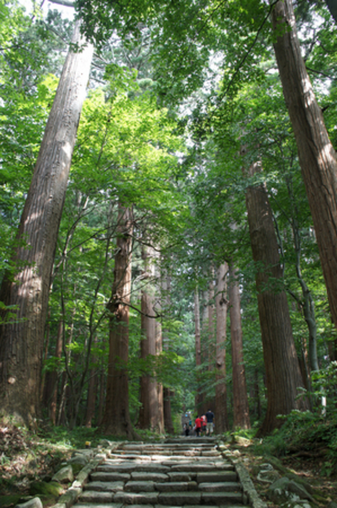 羽黒山のスギ並木