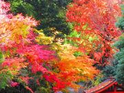 ひろさんの万葉公園（神奈川県湯河原町）への投稿写真1