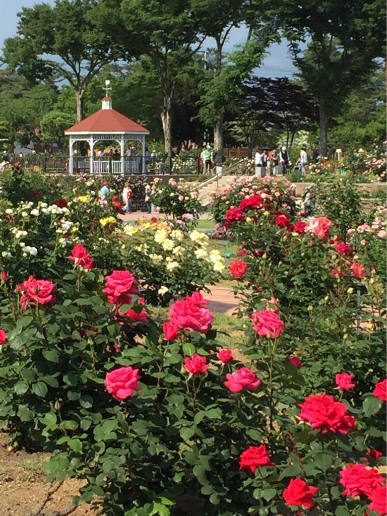 敷島公園ばら園の写真一覧 じゃらんnet