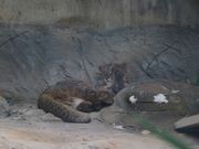 ユウ102さんの沖縄こどもの国 Okinawa zoo & museumへの投稿写真1