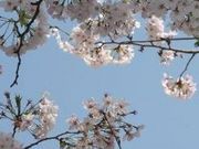 フルスピードさんのひばりケ丘公園の桜の投稿写真1