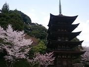 スヌ夫さんの香山公園・瑠璃光寺／さくらへの投稿写真1