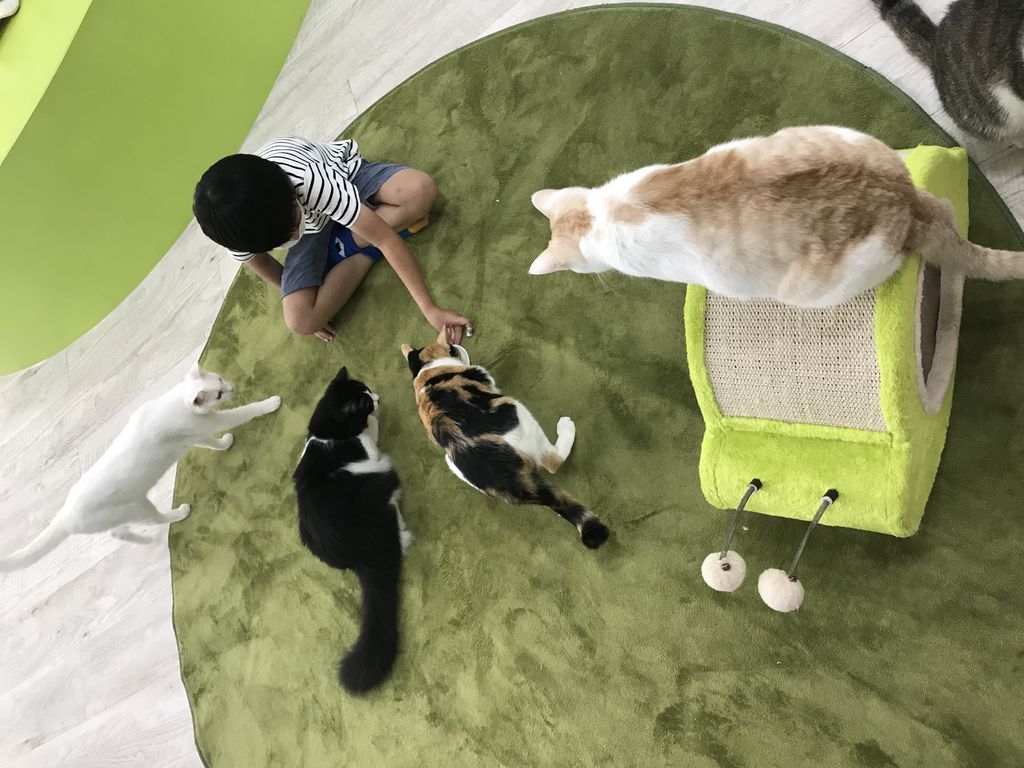 広々と開放的な保護ねこカフェ 保護猫カフェ きゃりこ ふじみ野店の口コミ じゃらんnet 広々と開放的な保護ねこカフェ 保護猫カフェ きゃりこ ふじみ野店の口コミ じゃらんnet
