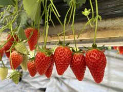 アイアンマイケル