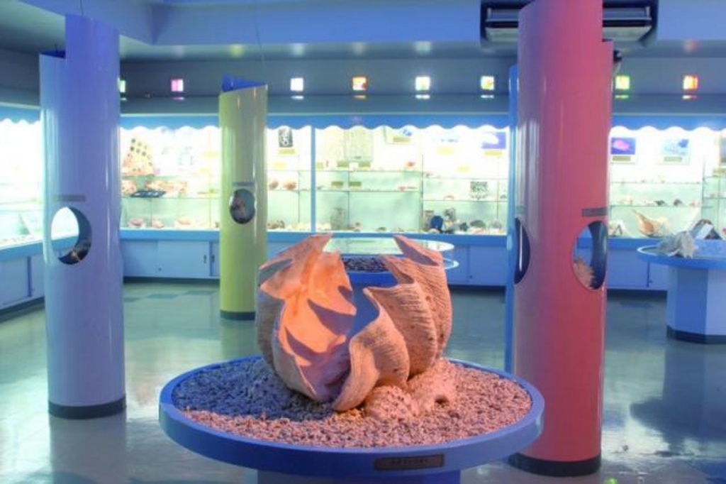 送料無料（一部地域を除く） シーグラスアート素材 夏休み 工作 ハンドメイドパーツ 貝殻 珊瑚No.54