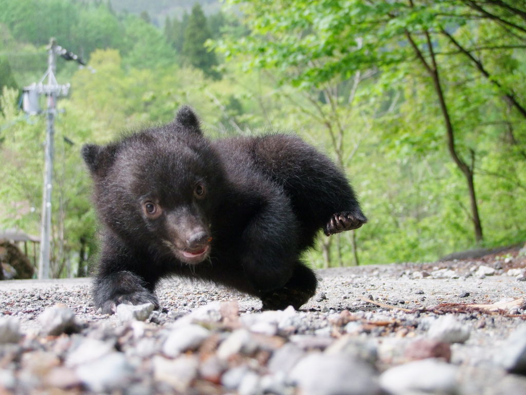 奥飛騨クマ牧場