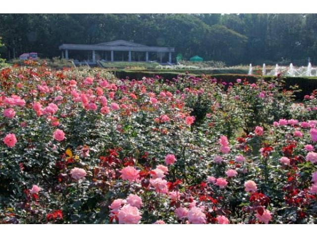 神代植物公園 秋のばら園開園 アクセス イベント情報 じゃらんnet