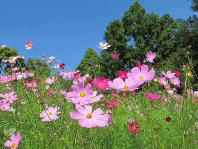 和歌山県植物公園緑花センターのコスモス アクセス イベント情報 じゃらんnet 和歌山県植物公園緑花センターのコスモス アクセス イベント情報 じゃらんnet