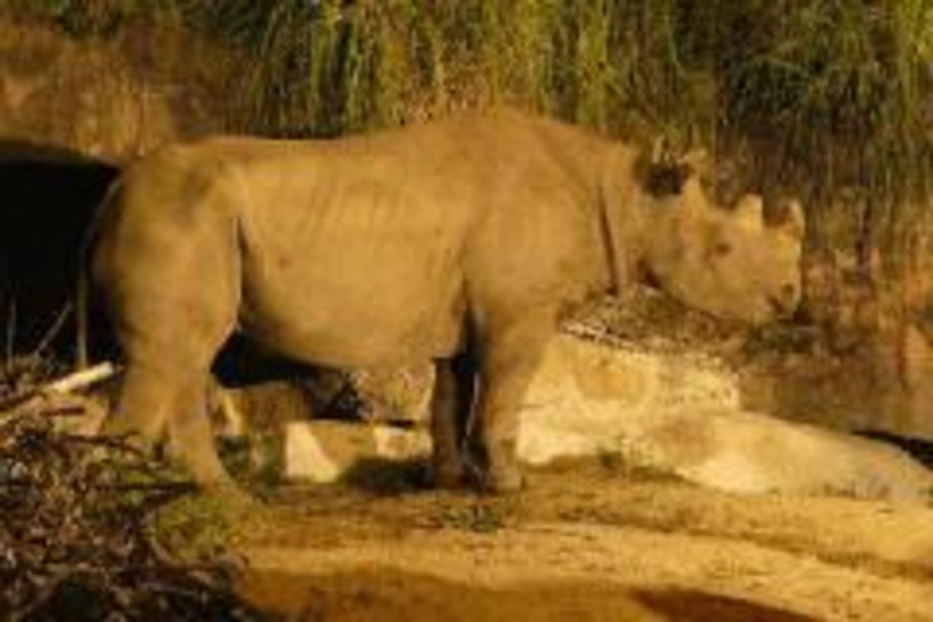 天王寺動物園 秋のナイトzoo アクセス イベント情報 じゃらんnet 天王寺動物園 秋のナイトzoo アクセス イベント情報 じゃらんnet