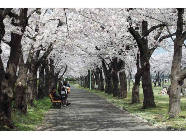 開成山公園の桜 アクセス イベント情報 じゃらんnet