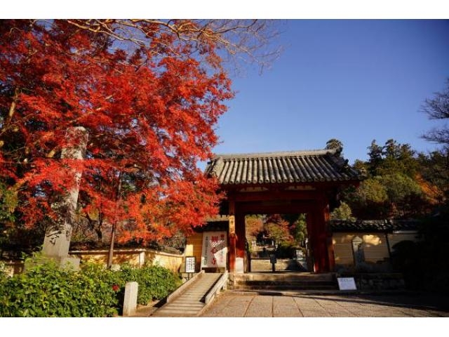 観心寺の紅葉 アクセス イベント情報 じゃらんnet 観心寺の紅葉 アクセス イベント情報 じゃらんnet