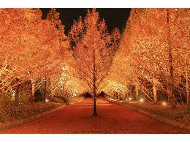 神戸市立森林植物園 紅葉のライトアップ アクセス イベント情報 じゃらんnet
