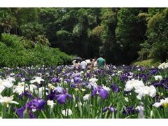 天子の水公園　ハナショウブの開花の写真1