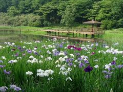 神楽女湖の花しょうぶの写真1