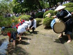 田植え祭り（茶会）の写真1