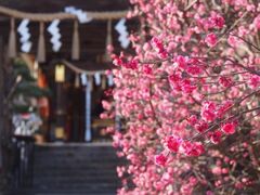 常宮神社の寒紅梅の写真1