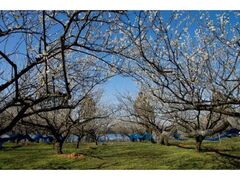 西田梅林の梅の写真1