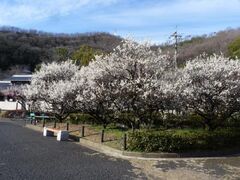 岐阜市　梅林公園　梅の開花の写真1