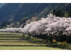 牛牧地区の桜並木の写真1