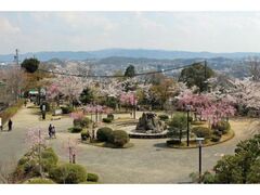 虎渓公園の桜の写真1
