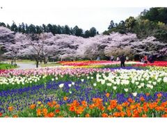 1300本の桜と50万球のチューリップの庭園の写真1