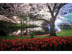 桜並木ライトアップの写真1