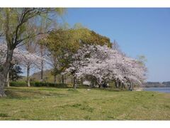 佐鳴湖公園の桜の写真1