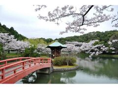 定光寺公園の桜の写真1