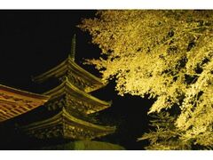 総本山三井寺　春のライトアップの写真1