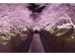 びわ湖大津春のライトアップ～桜の琵琶湖疏水～の写真1