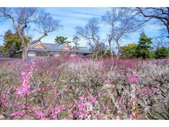 北野天満宮　梅苑「花の庭」公開の写真1