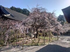 毘沙門堂の桜の写真1