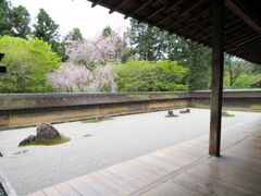 龍安寺の桜の写真1