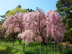 京都御苑の桜の写真1
