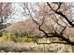 和木町松原梅林　梅の見頃の写真1