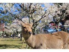 奈良公園　片岡梅林の写真1