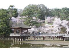 奈良公園の桜の写真1