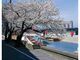 岐阜公園　長良川堤の桜の写真2