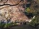 桜並木ライトアップの写真2