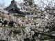 法多山尊永寺の桜の写真3