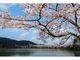 大覚寺・大沢池の桜の写真3