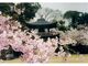 勧修寺の桜の写真2
