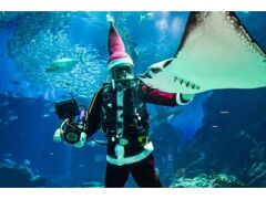マリンワールド海のクリスマスの写真1
