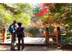宮島・紅葉谷公園の紅葉の写真1