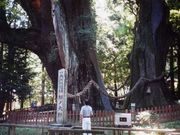 直ちゃんさんの杉の大杉への投稿写真1