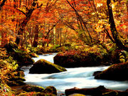 かつさんの奥入瀬渓流の紅葉への投稿写真1