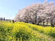 eriさんの熊谷桜堤の桜への投稿写真1