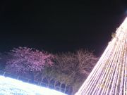 みかりんさんの御殿場高原時之栖の桜への投稿写真1